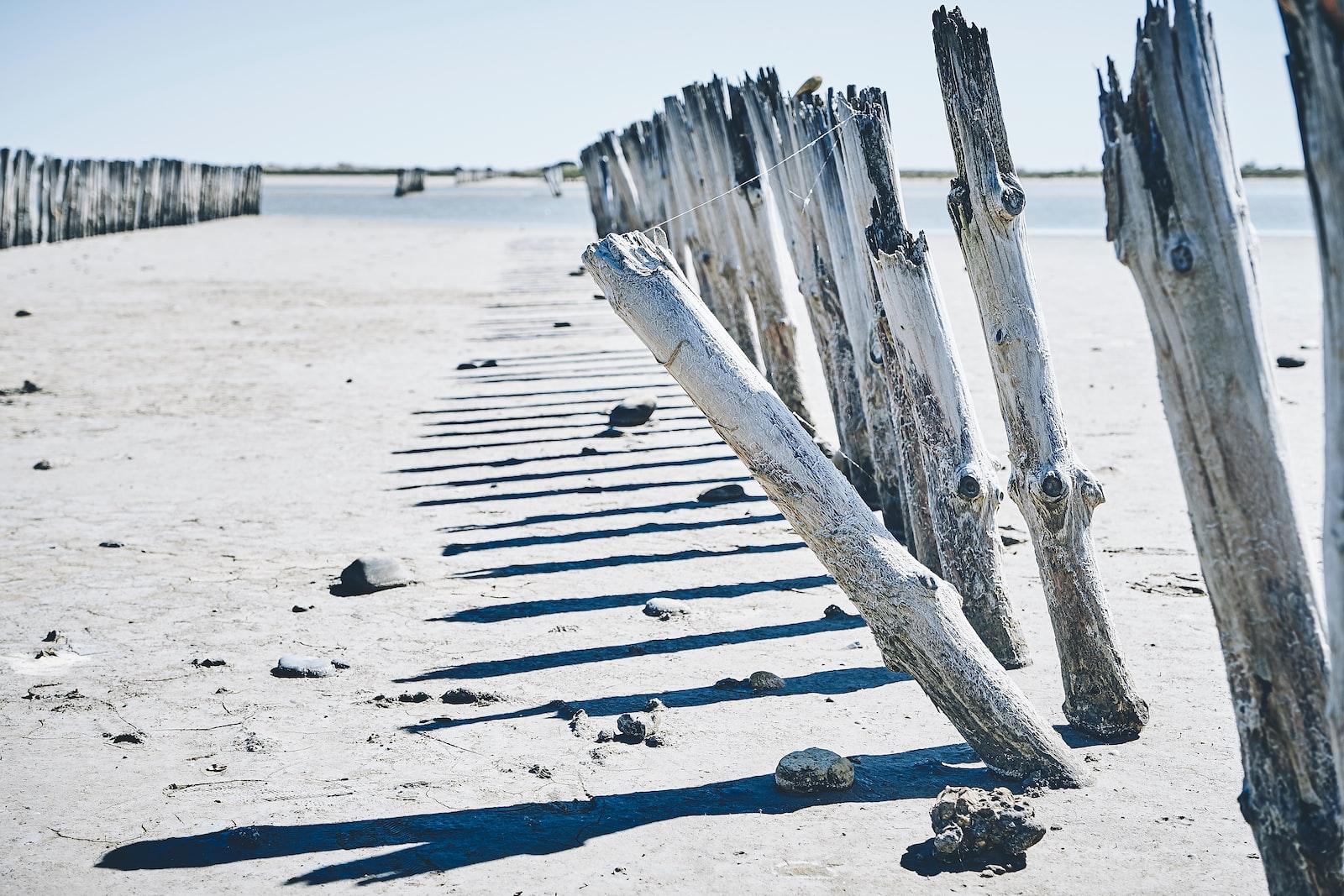 tree logs mounted on sands