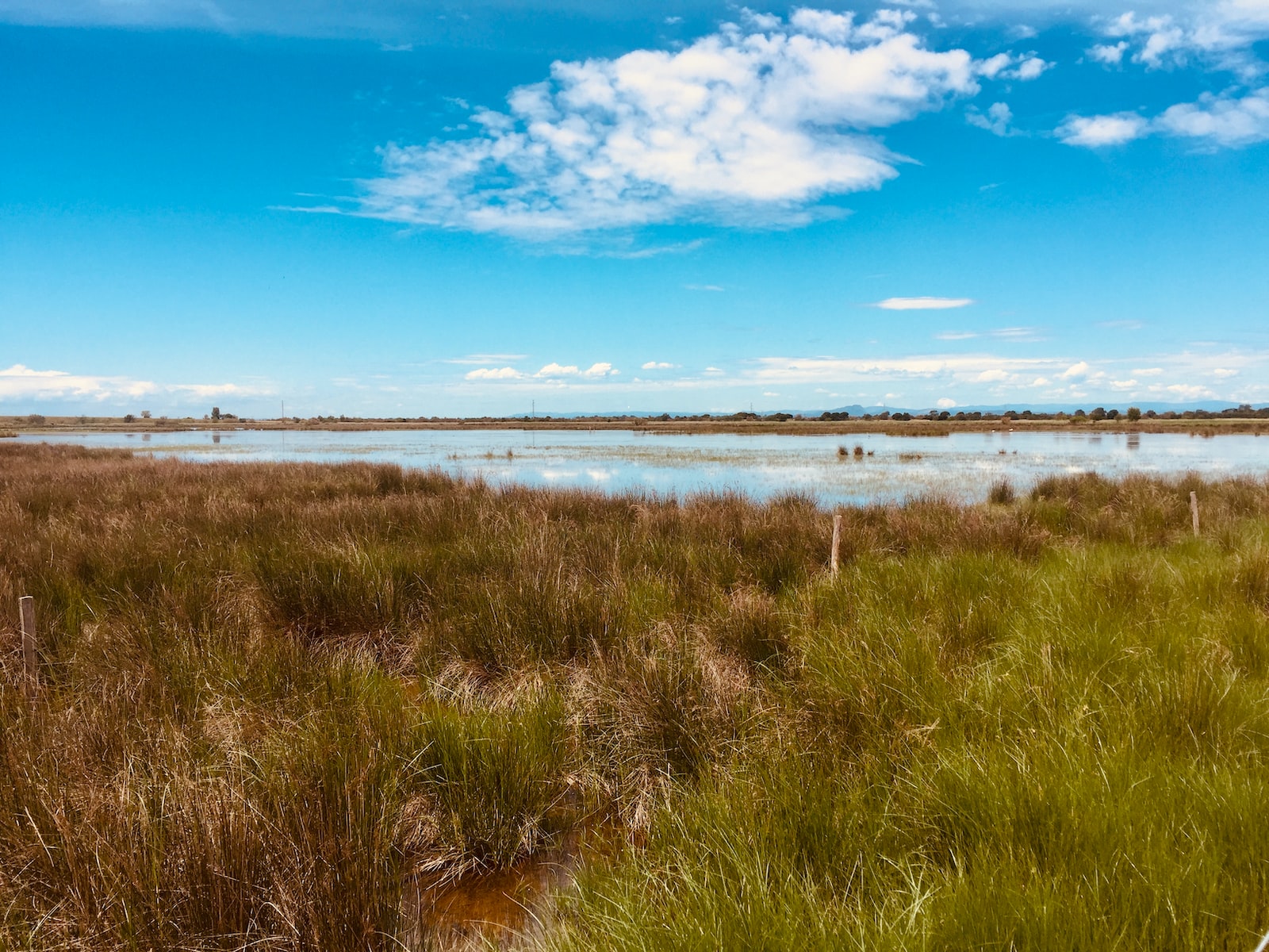 green grass field near body of water under blue sky during daytime